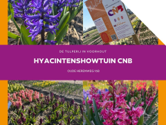 Highlighted image: Bloei op de CNB Hyacintenshowtuin!